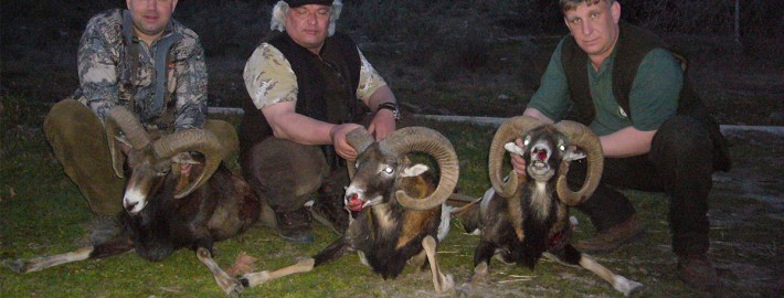 mouflon02