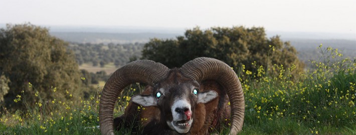 mouflon05