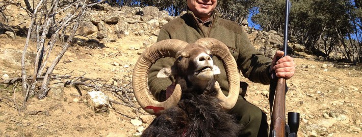 mouflon06